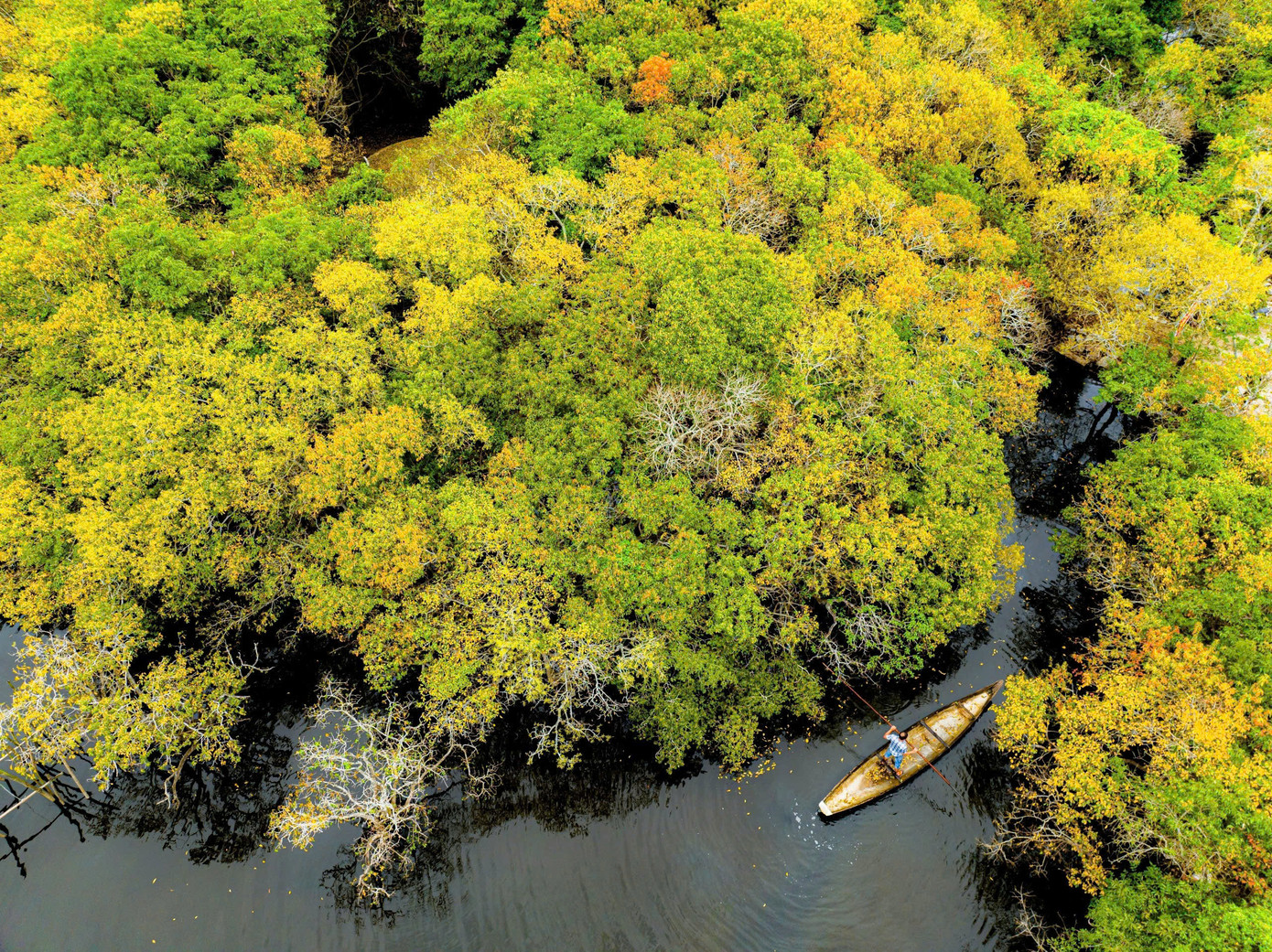 Vẻ đẹp hoang sơ của Rú Chá, Huế, mùa thay lá. Vẻ đẹp hoang sơ của Rú Chá, Huế, mùa thay lá.