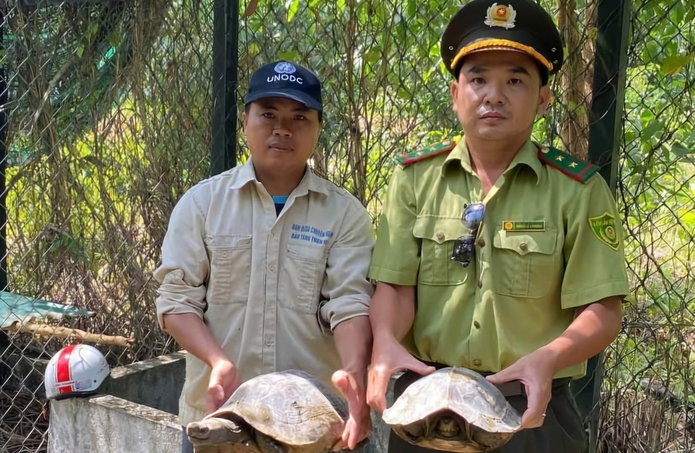 Bàn giao các cá thể rùa đất lớn cho Trung tâm Bảo tồn Thiên nhiên Việt Nam và Cứu hộ động - thực vật.