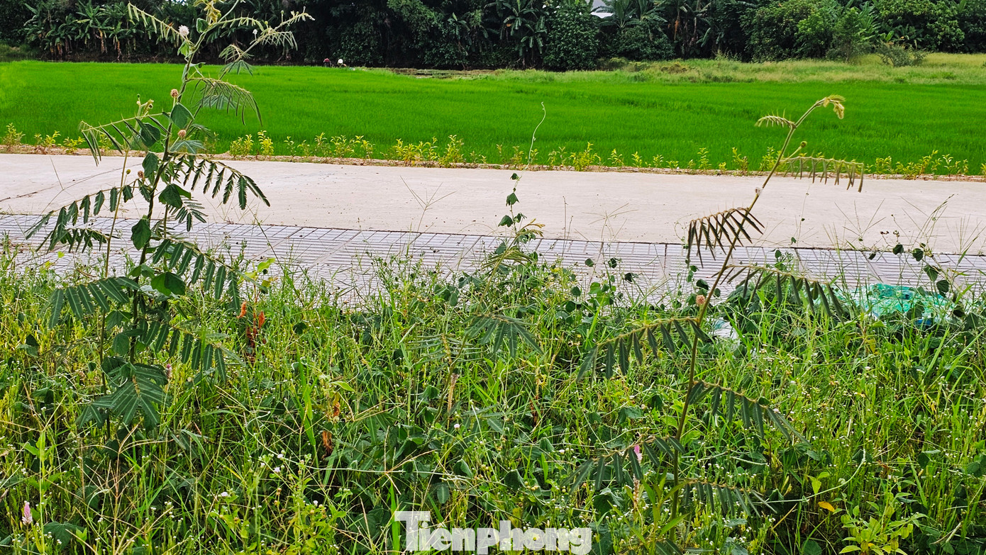 Thời gian gần đây, mỗi lần đi làm đồng, nhiều nông dân các phường An Đông, Xuân Phú (TP. Huế) luôn mang theo cuốc, thuổng, dao rựa để chặt hạ, đào bỏ tận gốc các cây mai dương gây hại bỗng xuất hiện, phát tán, mọc lan nhanh ra xung quanh ruộng lúa, đất sản xuất rau màu. Tuy nhiên, đối với khu công viên cây xanh rộng hàng chục ha thuộc dự án Green City Huế (dự án các đô thị xanh Huế) trong giai đoạn thi công, việc triệt bỏ loài sinh vật gây hại này lại trở nên khó khăn, do phạm vi quá rộng, cây phát tán dày đặc. Thời gian gần đây, mỗi lần đi làm đồng, nhiều nông dân các phường An Đông, Xuân Phú (TP. Huế) luôn mang theo cuốc, thuổng, dao rựa để chặt hạ, đào bỏ tận gốc các cây mai dương gây hại bỗng xuất hiện, phát tán, mọc lan nhanh ra xung quanh ruộng lúa, đất sản xuất rau màu. Tuy nhiên, đối với khu công viên cây xanh rộng hàng chục ha thuộc dự án Green City Huế (dự án các đô thị xanh Huế) trong giai đoạn thi công, việc triệt bỏ loài sinh vật gây hại này lại trở nên khó khăn, do phạm vi quá rộng, cây phát tán dày đặc.