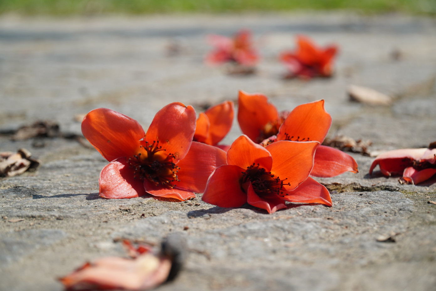 So với hoa mai vàng, hoa phượng vĩ, bằng lăng…, hoa gạo có cánh lớn hơn và dày, uốn cong, cánh hoa không mọc sát nhau, màu hoa đỏ rực trên cả 5 cánh hoa bung nở cùng một thời điểm. Ảnh: Ngọc Văn