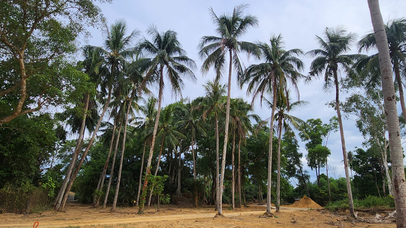 Một vườn dừa cổ thụ, với thân cây cao vút tại khu vực phía tây cồn Dã Viên. Một vườn dừa cổ thụ, với thân cây cao vút tại khu vực phía tây cồn Dã Viên.