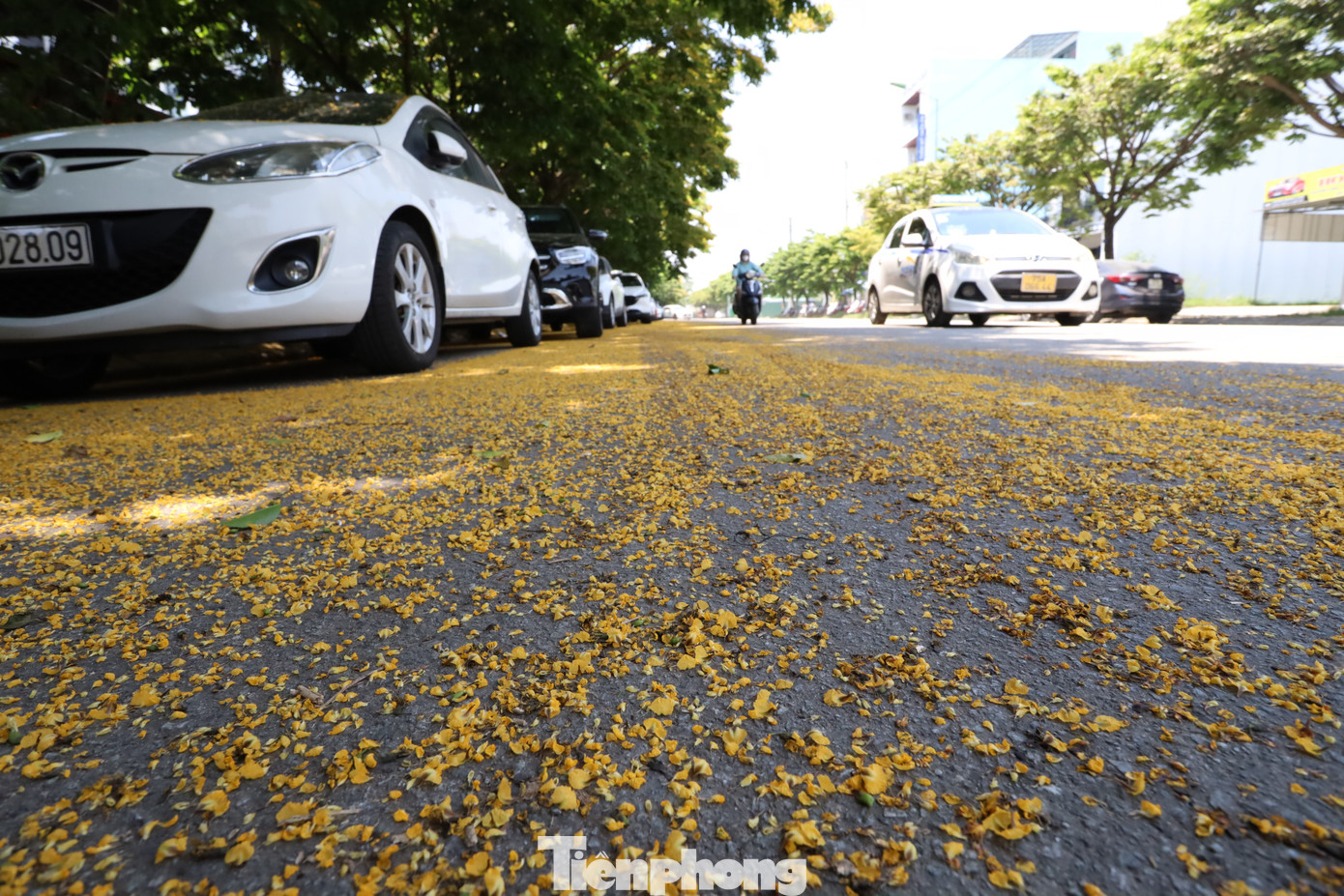 Hoa sưa vàng rực rỡ, từng chùm nhỏ xinh đan xen trên nền lá xanh mướt, tạo nên một bức tranh tuyệt đẹp đậm màu thiên nhiên. Từng làn gió thoảng qua, hoa sưa rơi lả tả phủ lên mặt đường phố, mang đến cảm giác nhẹ nhàng nhưng cũng đầy cuốn hút.