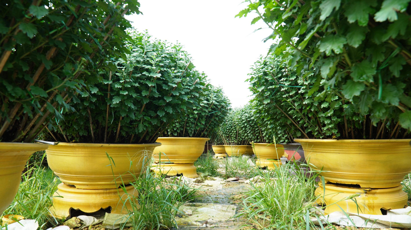 Bên cạnh đó, các cơ quan quản lý ứng dụng công nghệ thông tin cần hỗ trợ nông dân để xây dựng mô hình chuyển đổi số, kinh tế số nhằm đưa sản phẩm hoa Tết lên các sàn giao dịch điện tử, góp phần tăng giá trị và đẩy nhanh quá trình tiêu thụ sản phẩm.