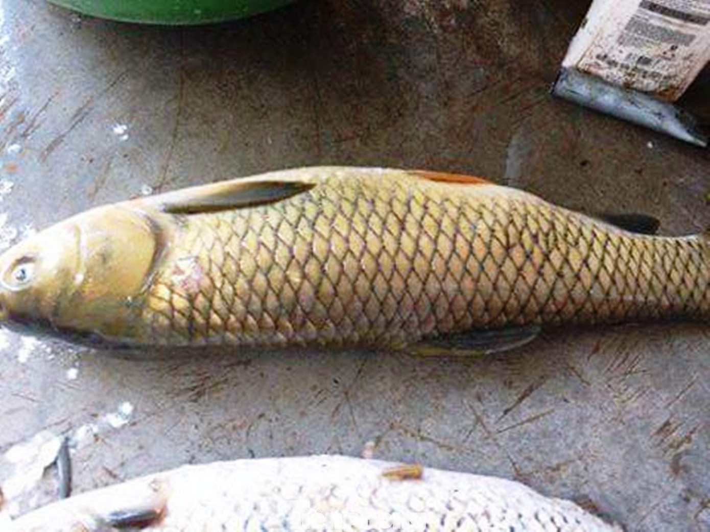 Cá bị chết chủ yếu là các loài trắm cỏ, mè, lóc và cá leo; làm thiệt hại cho người nuôi khoảng 1,2 tỷ đồng