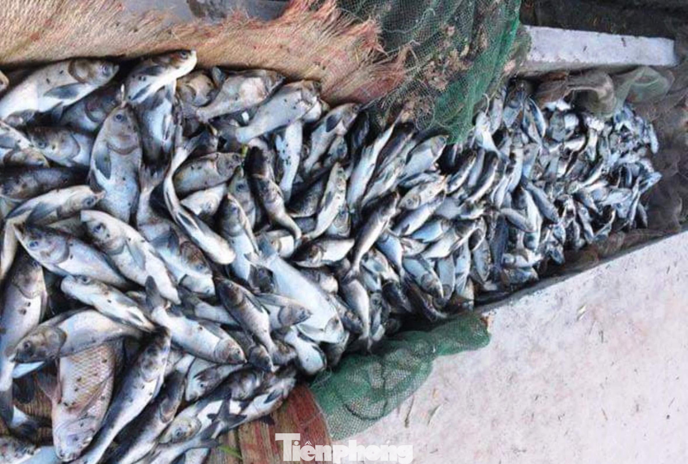 Cá nuôi lồng với khoảng 30 tấn đã bị chết hàng loạt trong hai ngày lại đây tại xã Thủy Tân, thị xã Hương Thủy, TT-Huế