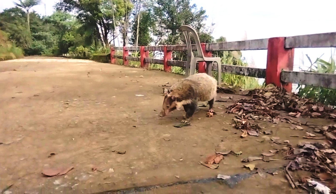 Mới đây nhất, một cá thể lửng lợn được phát hiện tại khuôn viên Bưu điện Bạch Mã cũ, thuộc vị trí Km19 đoạn đường gần đỉnh núi Bạch Mã cao trên 1.000m so với mực nước biển. Trước đó, một cá thể lửng lợn khác cũng được nhân viên Vườn phát hiện trong rừng Bạch Mã, cách vị trí nêu trên khoảng 2km.
