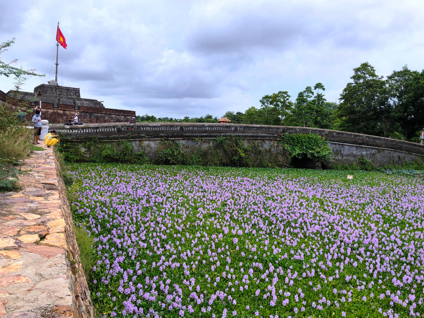 Người dân có dịp chiêm ngưỡng sắc tím lục bình xứ Huế
