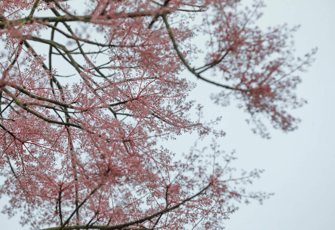 Ngô đồng ở Huế thường rộ nở vào dịp cuối xuân đầu hè. (Ảnh: Đình Hoàng)