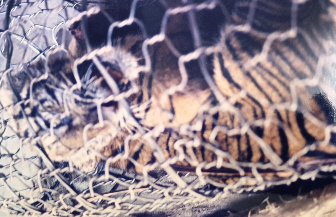 Để cứu sống chú hổ, "bác sĩ thú y bất đắc dĩ" Nguyễn Đại Anh Tuấn đã phải nhờ đến sự trợ giúp của các chuyên gia thế giới, trong điều kiện thông tin liên lạc rất hạn chế thời đó (ảnh tư liệu N.Đ.A.T) Để cứu sống chú hổ, "bác sĩ thú y bất đắc dĩ" Nguyễn Đại Anh Tuấn đã phải nhờ đến sự trợ giúp của các chuyên gia thế giới, trong điều kiện thông tin liên lạc rất hạn chế thời đó (ảnh tư liệu N.Đ.A.T)