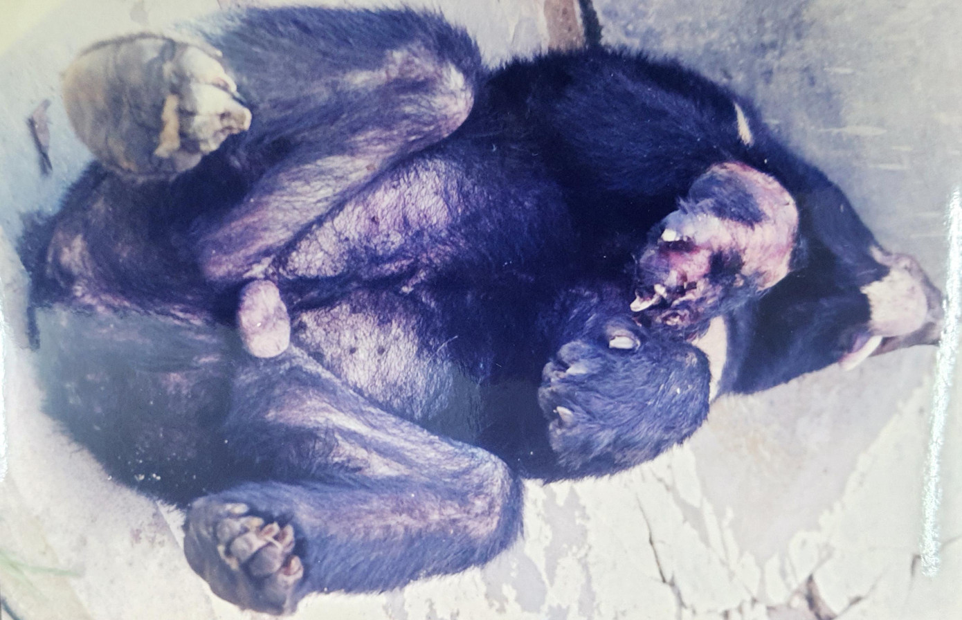 Lực lượng kiểm lâm còn phát hiện nhóm buôn động vật hoang dã còn chở theo một chú gấu cùng với chú hổ Lâm Nhi. Tuy nhiên, chú gấu này sau đó bị chết vì bị thương quá nặng (ảnh tư liệu N.Đ.A.T) Lực lượng kiểm lâm còn phát hiện nhóm buôn động vật hoang dã còn chở theo một chú gấu cùng với chú hổ Lâm Nhi. Tuy nhiên, chú gấu này sau đó bị chết vì bị thương quá nặng (ảnh tư liệu N.Đ.A.T)