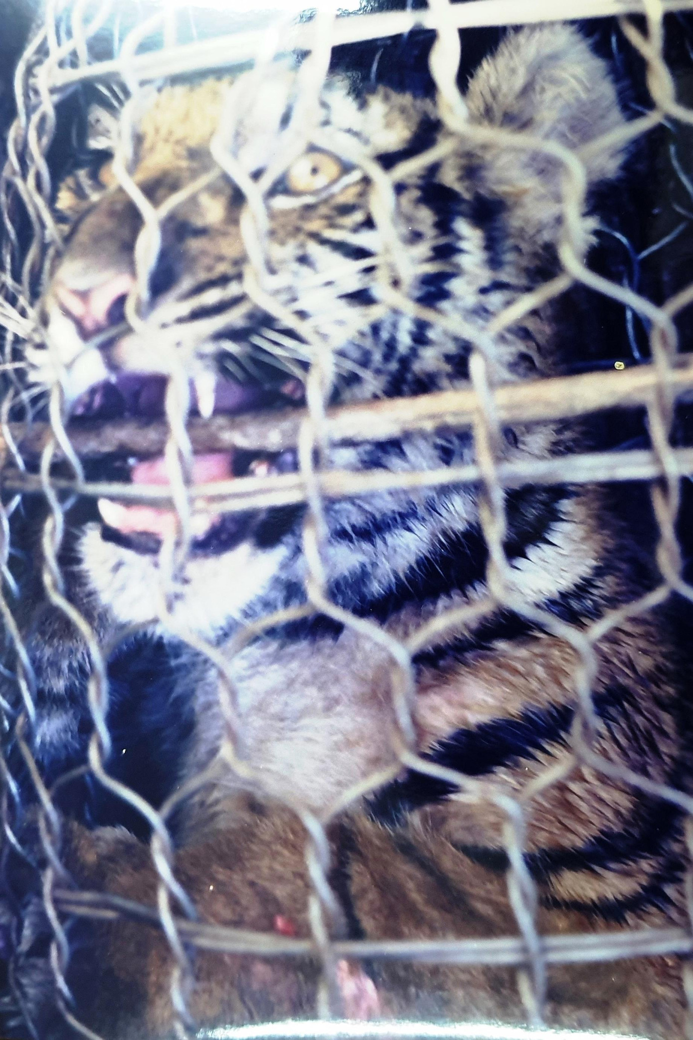 Chú hổ con thời điểm được giải cứu từ nhóm buôn bán động vật hoang dã gần 24 năm về trước tại tỉnh TT-Huế (ảnh tư liệu N.Đ.A.T) Chú hổ con thời điểm được giải cứu từ nhóm buôn bán động vật hoang dã gần 24 năm về trước tại tỉnh TT-Huế (ảnh tư liệu N.Đ.A.T)