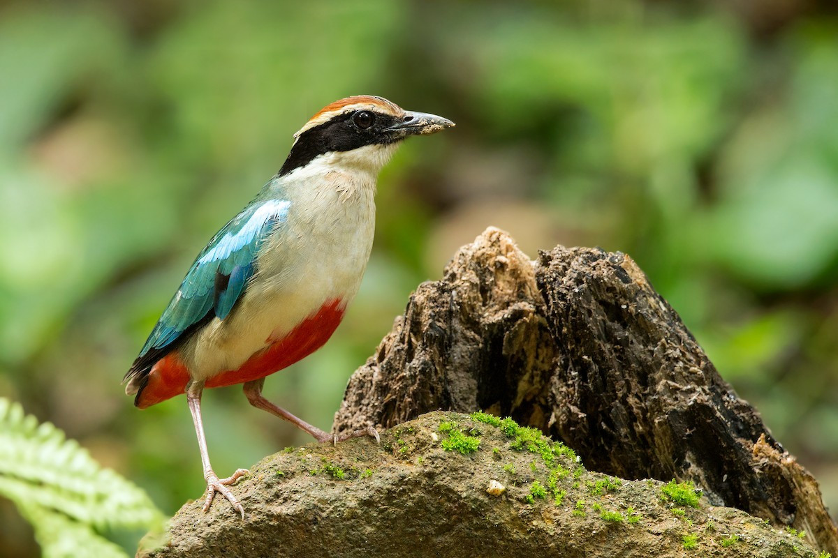 Chim đuôi cụt hiện nằm trong danh mục các loài sắp nguy cấp theo Sách Đỏ của IUCN. Ảnh: eBird Chim đuôi cụt hiện nằm trong danh mục các loài sắp nguy cấp theo Sách Đỏ của IUCN. Ảnh: eBird