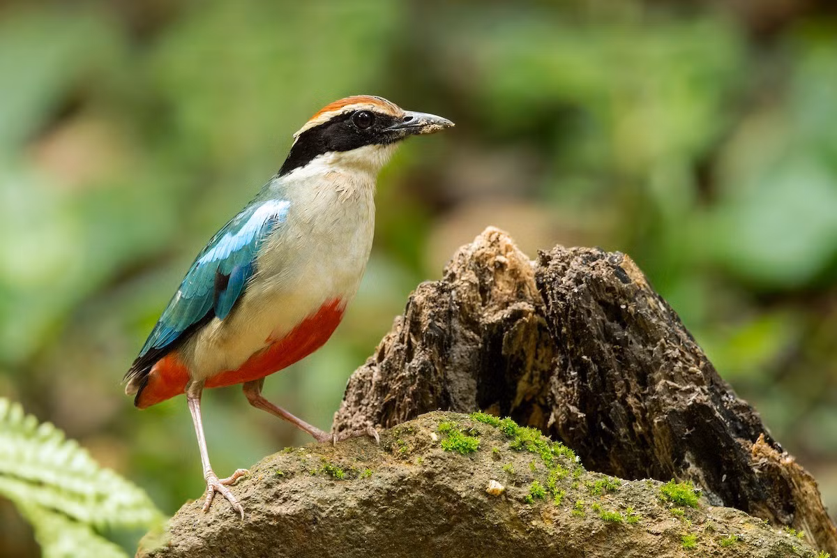 Chim đuôi cụt hiện nằm trong danh mục các loài sắp nguy cấp theo Sách Đỏ của IUCN. Ảnh: eBird Chim đuôi cụt hiện nằm trong danh mục các loài sắp nguy cấp theo Sách Đỏ của IUCN. Ảnh: eBird
