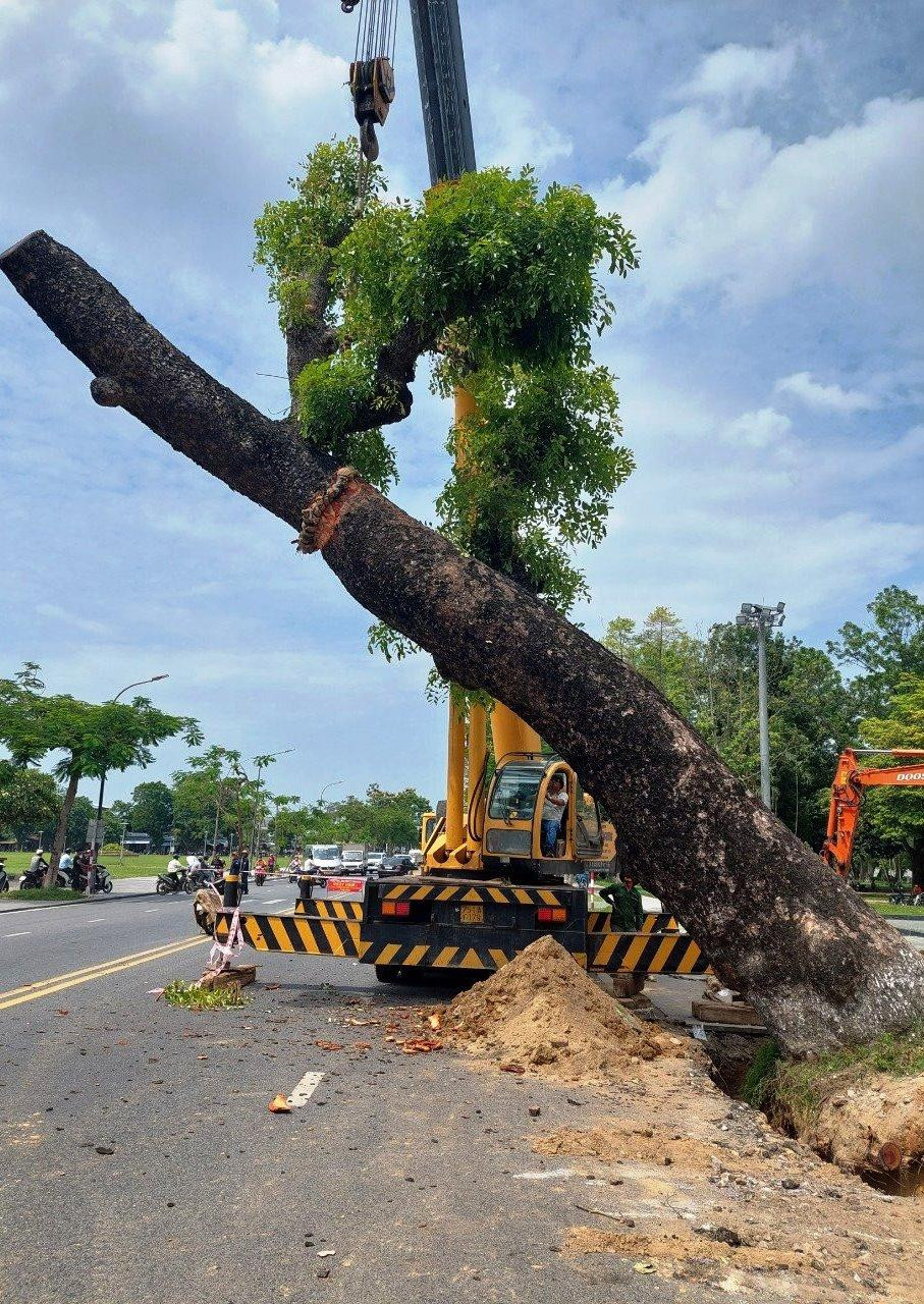 Việc di dời được cho là "bất đắc dĩ" do "cụ" cây đã nghiêng nhiều ra đường Lê Duẩn, tiềm ẩn tai nạn nguy hiểm cho người đi đường. Ảnh: Tám Quang