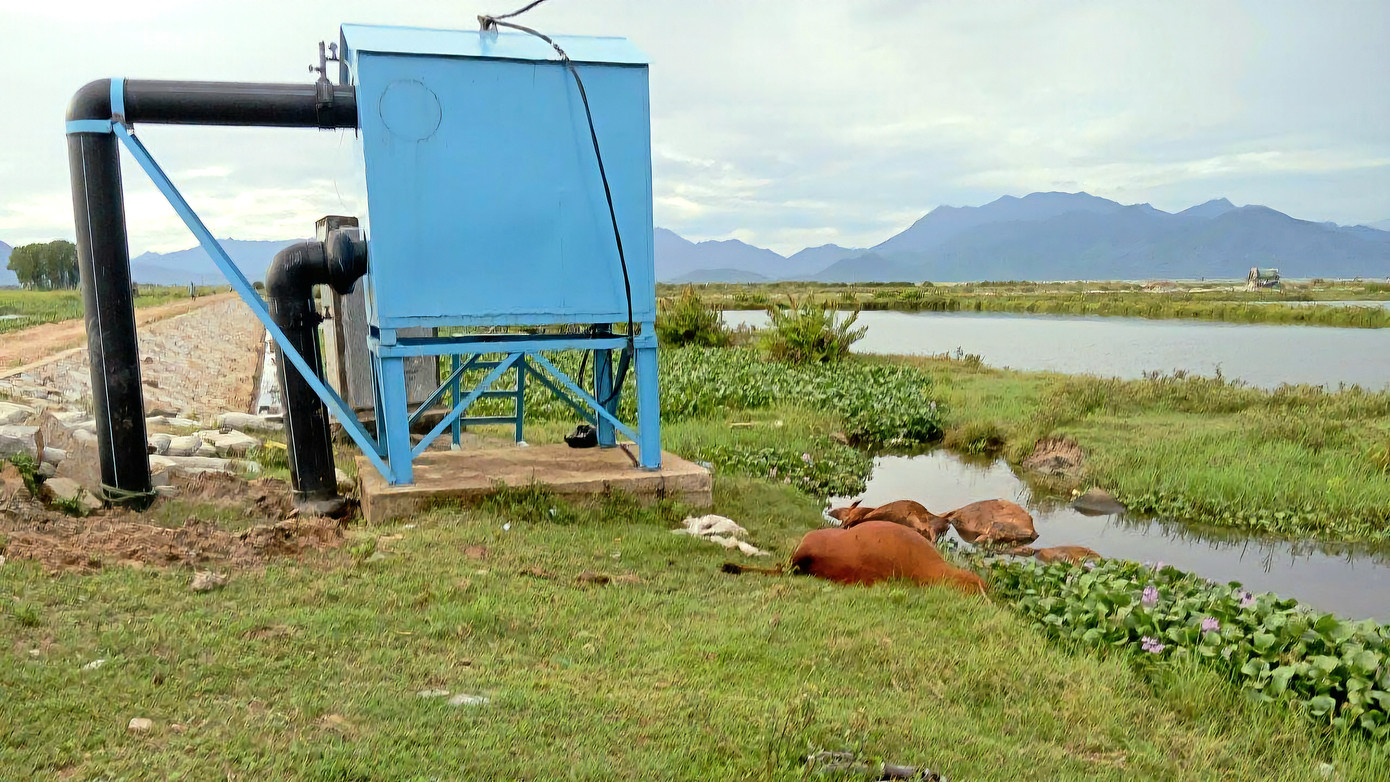 Đàn bò chết đồng loạt do bị điện giật. Ảnh: Ng.M