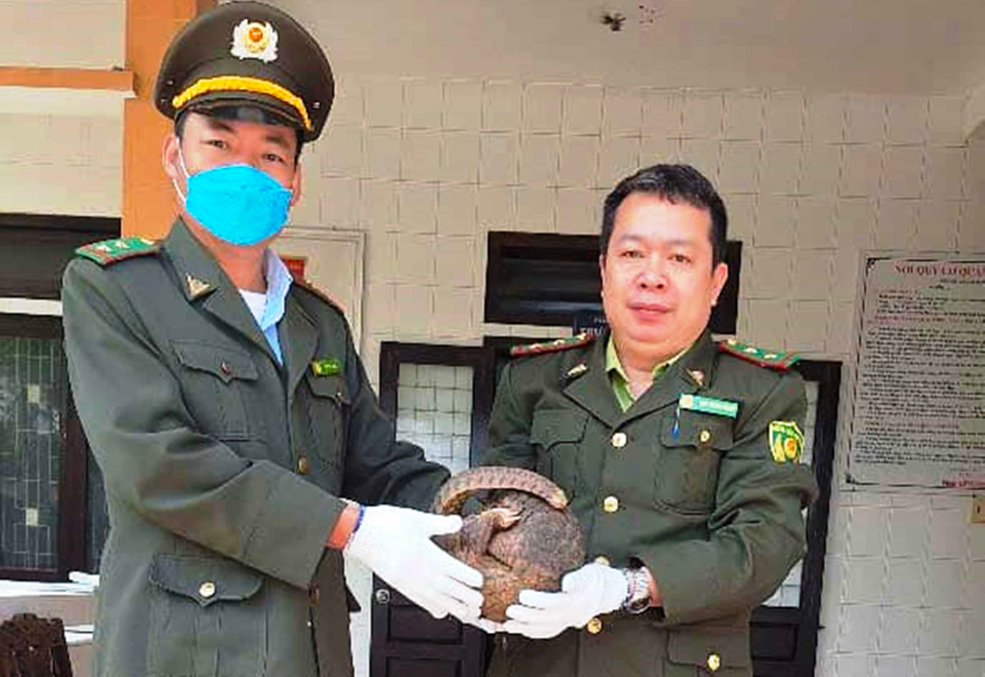 Cán bộ kiểm lâm tại Huế tiếp nhận động vật hoang dã quý hiếm. Cán bộ kiểm lâm tại Huế tiếp nhận động vật hoang dã quý hiếm.