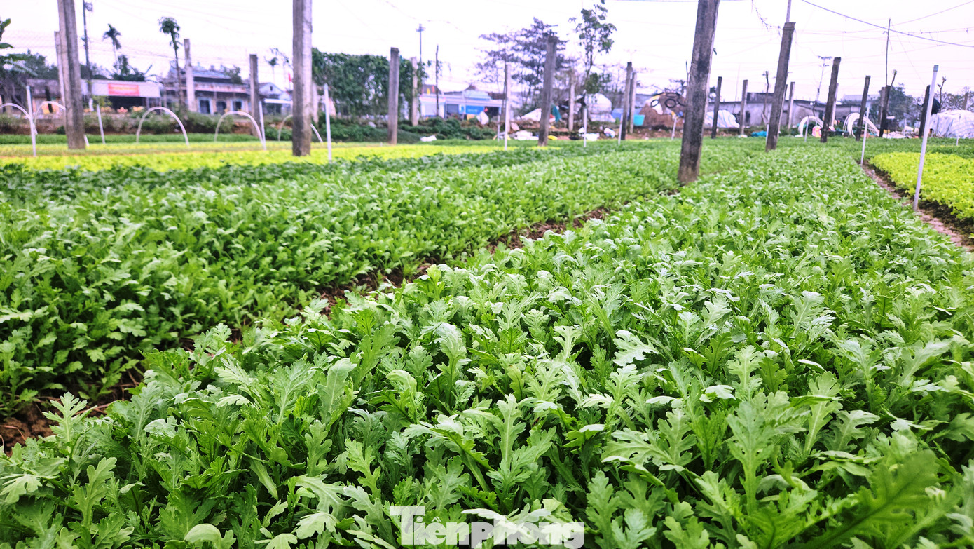 Bà Thôi đánh giá: “Người dân có sự chuẩn bị kỹ từ khâu làm đất, chọn giống đến kỹ thuật chăm sóc, nên rau phát triển rất tốt. Nhìn chung, rau xanh cung ứng cho thị trường Tết năm nay đa dạng, dự kiến sẽ cho năng suất vượt trội do thời tiết thuận lợi”.