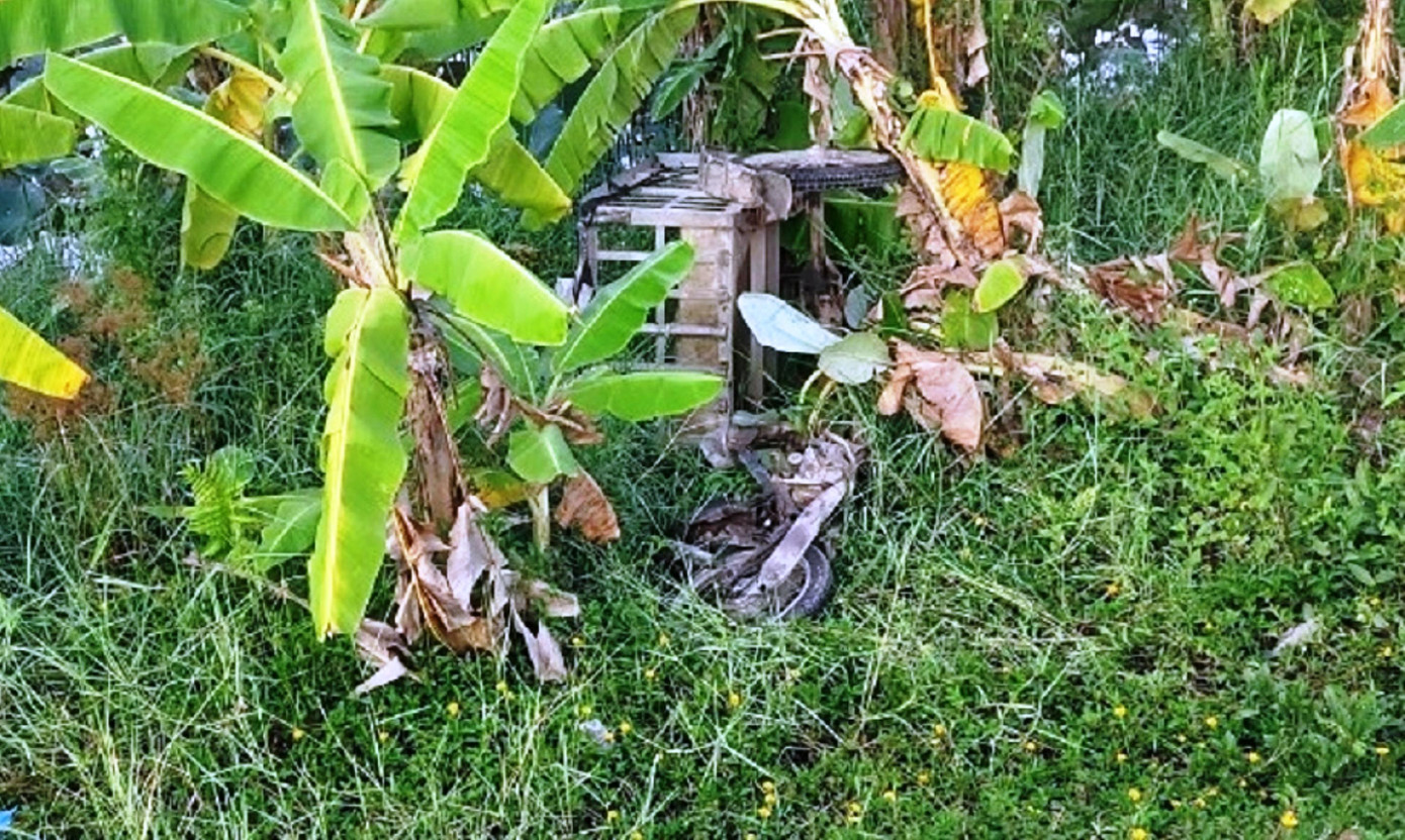 Xe ba gác bị tông văng xuống một vườn chuối ven Quốc lộ 1. Ảnh: CTV