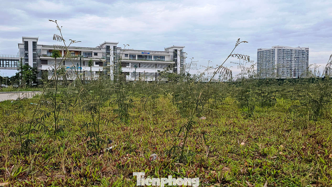 Tại các dải xanh thuộc đường Tố Hữu, Võ Nguyên Giáp, công viên khu hành chính mới, trong khi nhiều diện tích thảm cỏ mới trồng thuộc dự án Green City vẫn cằn cỗi, tàn lụi dưới nắng hè gay gắt, thì hàng loạt cây mai dương lại đua nhau mọc xanh tốt, xâm lấn môi trường, cảnh quan. Tại các dải xanh thuộc đường Tố Hữu, Võ Nguyên Giáp, công viên khu hành chính mới, trong khi nhiều diện tích thảm cỏ mới trồng thuộc dự án Green City vẫn cằn cỗi, tàn lụi dưới nắng hè gay gắt, thì hàng loạt cây mai dương lại đua nhau mọc xanh tốt, xâm lấn môi trường, cảnh quan.