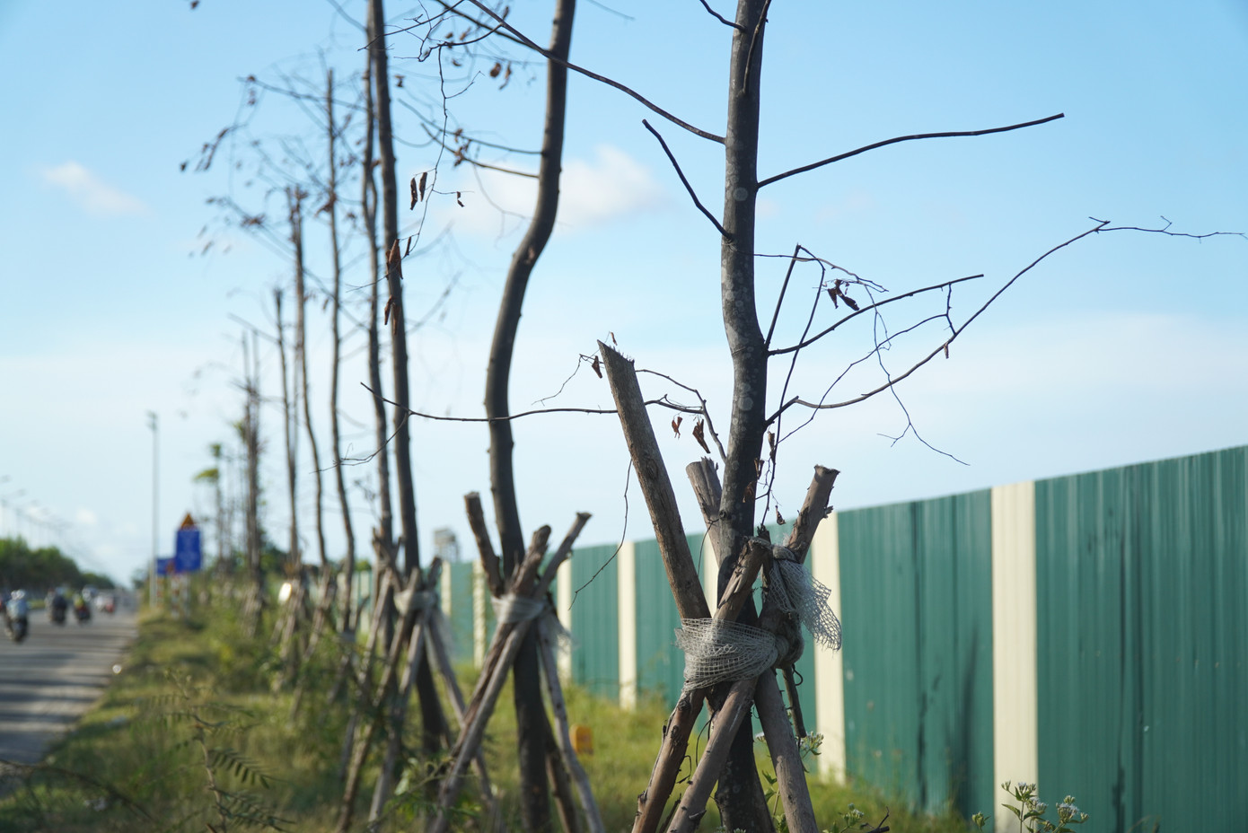 Sau khi thi công xong tuyến cáp điện ngầm dưới vỉa hè đường Thủy Dương - Thuận An, đơn vị đầu tư đã cho tiến hành trồng hoàn trả số cây này về vị trí cũ theo Công văn số 1115/NPMU-QLHC ngày 28/3/2023. Sau khi thi công xong tuyến cáp điện ngầm dưới vỉa hè đường Thủy Dương - Thuận An, đơn vị đầu tư đã cho tiến hành trồng hoàn trả số cây này về vị trí cũ theo Công văn số 1115/NPMU-QLHC ngày 28/3/2023.