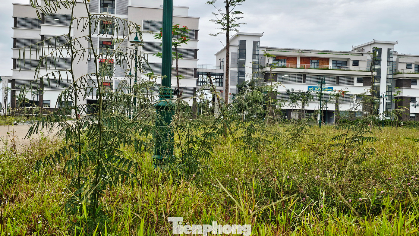 Tuy nhiên, gần đây cây mai dương bùng phát xâm lấn mạnh trở lại, trở thành vấn nạn, đặc biệt là khu công viên mới xây cạnh đường Vũ Thắng, gần các khu chung cư Xuân Phú, Vicoland. “Chúng tôi kiến nghị Ban quản lý Dự án đô thị xanh Huế chỉ đạo nhà thầu cây xanh sớm triệt bỏ loài cây gây hại này. Nếu để loài sinh vật nguy hiểm lan ra diện rộng sẽ rất khó xử lý, mất nhiều thời gian, công sức”, bà Hương đề nghị. Tuy nhiên, gần đây cây mai dương bùng phát xâm lấn mạnh trở lại, trở thành vấn nạn, đặc biệt là khu công viên mới xây cạnh đường Vũ Thắng, gần các khu chung cư Xuân Phú, Vicoland. “Chúng tôi kiến nghị Ban quản lý Dự án đô thị xanh Huế chỉ đạo nhà thầu cây xanh sớm triệt bỏ loài cây gây hại này. Nếu để loài sinh vật nguy hiểm lan ra diện rộng sẽ rất khó xử lý, mất nhiều thời gian, công sức”, bà Hương đề nghị.