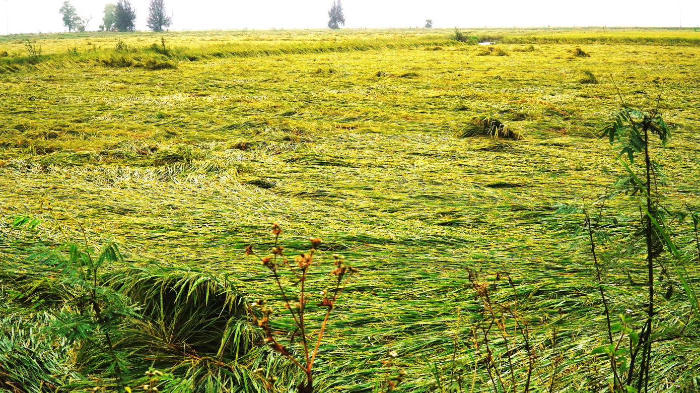 Công ty Quản lý và Khai thác Công trình Thủy lợi tỉnh TT-Huế cũng nhận được chỉ đạo tăng cường phối hợp với các địa phương để chủ động điều tiết nước hợp lý, ứng phó kịp thời với điều kiện thời tiết bất lợi do mưa lớn gây ngập úng ở vùng thấp trũng, đảm bảo vào vụ sản xuất lúa hè thu năm 2022 đúng lịch thời vụ.