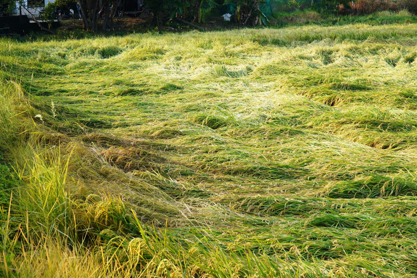 Giông lốc làm đổ ngã gần 1.300ha lúa đông xuân tại TT-Huế.