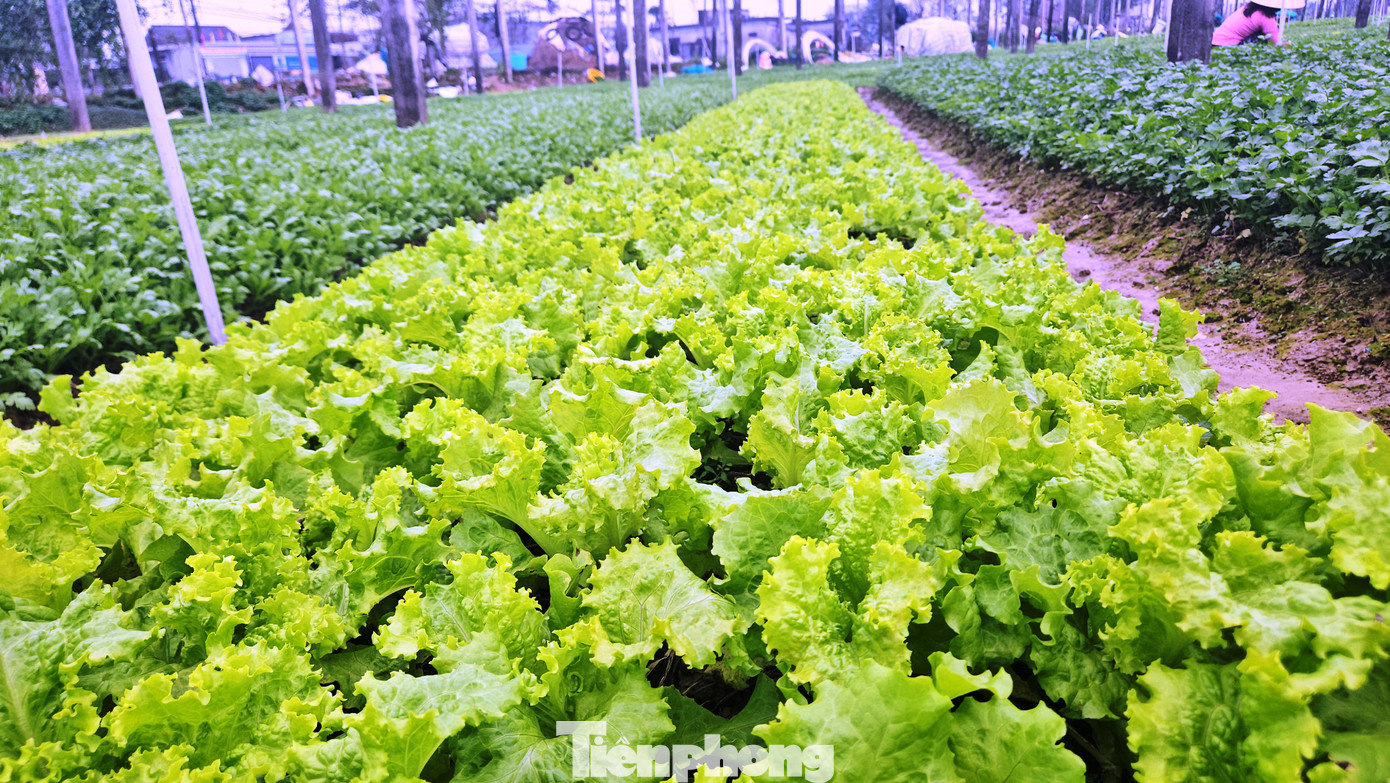 Tại làng Thành Trung, mỗi tấc đất nơi đây đều có thể giúp bà con “hái ra tiền” nhờ trồng rau sạch. Như trường hợp hộ bà Nguyễn Thị Thôi (50 tuổi), chỉ với 500m2 đất canh tác, gia đình luôn có nguồn thu ổn định quanh năm, đặc biệt là dịp Tết.