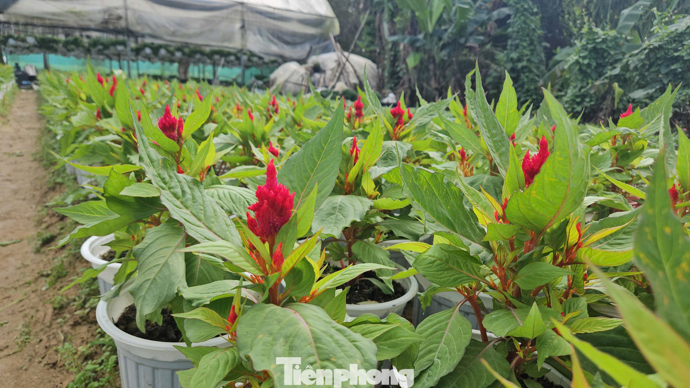 Theo chủ các nhà vườn, phần lớn các sản phẩm hoa Tết của người dân đã được nhiều thương lái tại Huế và các tỉnh, thành lân cận tìm về khảo giá, đặt cọc, hỏi mua.