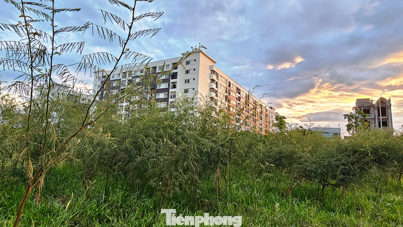 Tuy nhiên, gần đây, cây mai dương đã phát tán, xâm lấn nhanh trở lại, tái diễn vấn nạn gây hại cho cảnh quan môi trường đô thị Huế và ruộng vườn, đất sản xuất của người dân. Đặc biệt, tại phạm vi đất công viên, cây xanh, dải phân cách thuộc dự án Green City Huế, cây mai dương gây hại gần như có mặt khắp nơi. Tuy nhiên, gần đây, cây mai dương đã phát tán, xâm lấn nhanh trở lại, tái diễn vấn nạn gây hại cho cảnh quan môi trường đô thị Huế và ruộng vườn, đất sản xuất của người dân. Đặc biệt, tại phạm vi đất công viên, cây xanh, dải phân cách thuộc dự án Green City Huế, cây mai dương gây hại gần như có mặt khắp nơi.