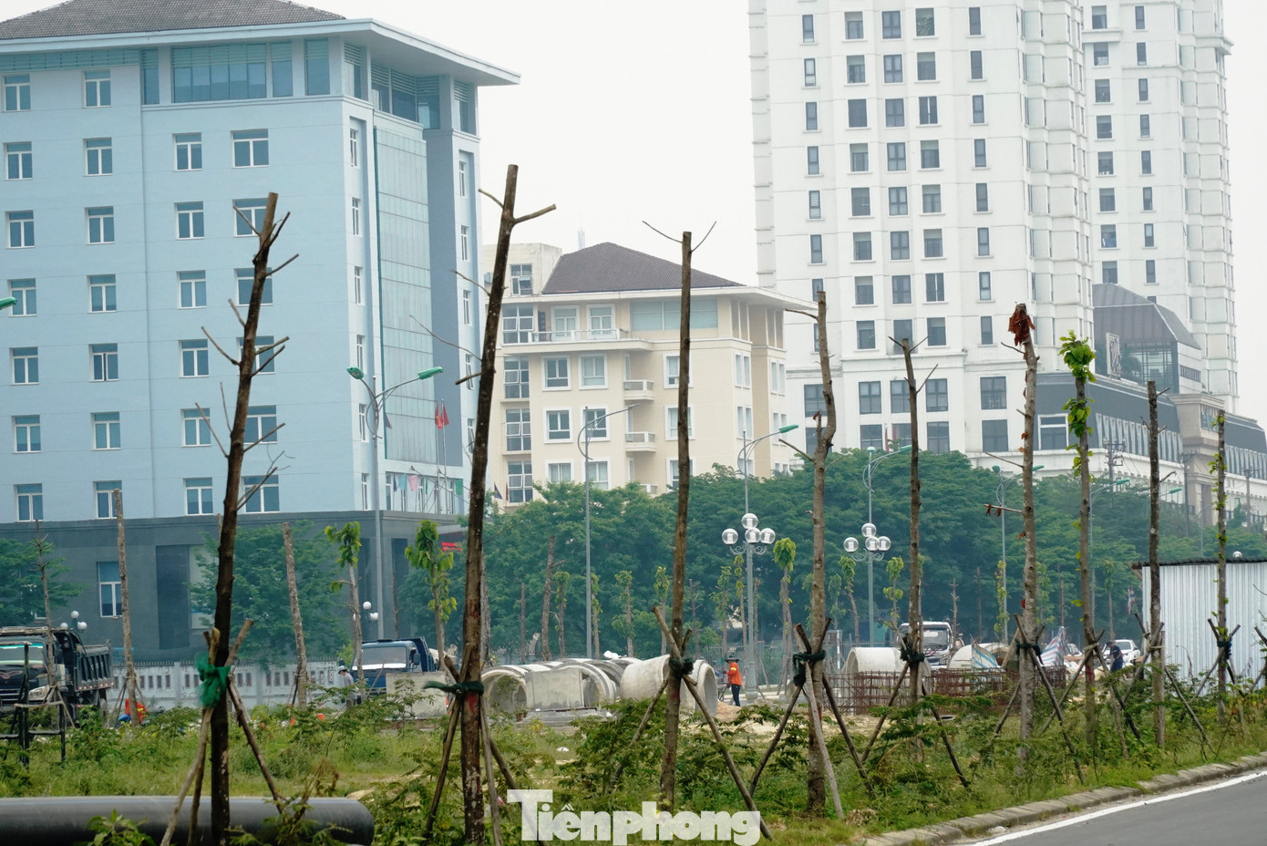 Một trong những cụm cây xanh bị chết khô tại đường Tố Hữu. Một trong những cụm cây xanh bị chết khô tại đường Tố Hữu.