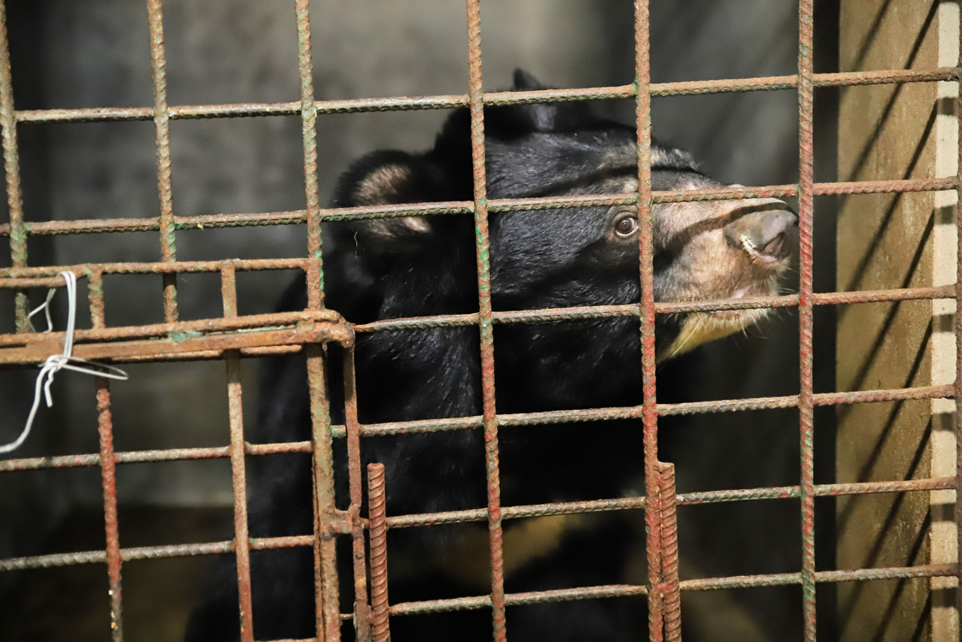 Chú gấu ngựa Smokey vừa được cứu hộ.