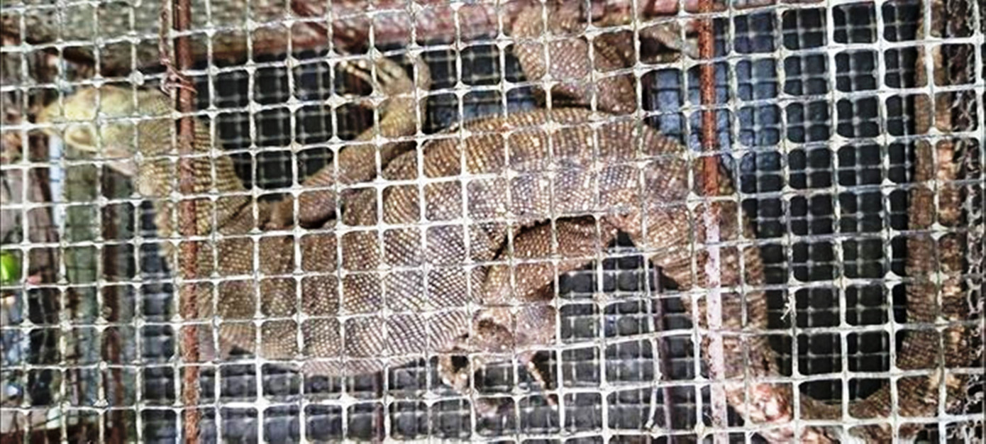 Cá thể kỳ đà hoa quý hiếm được người dân giao nộp cho Hạt Kiểm lâm TP Huế.Ảnh: Thế Quy Cá thể kỳ đà hoa quý hiếm được người dân giao nộp cho Hạt Kiểm lâm TP Huế.Ảnh: Thế Quy