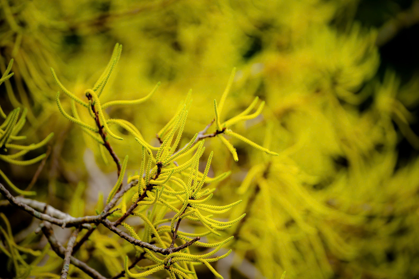 Cây chá (giá) sẽ được ưu tiên chọn trồng phổ biến tại khu rừng ngập mặn mới. Cây chá (giá) sẽ được ưu tiên chọn trồng phổ biến tại khu rừng ngập mặn mới.