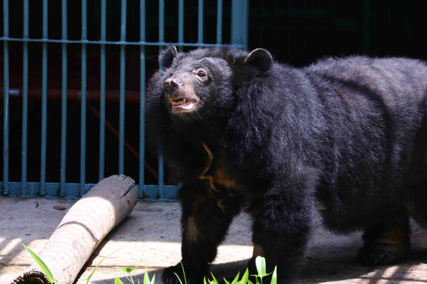 Gấu Fern cũng được cứu hộ tại Hải Phòng năm 2023, nay rất khỏe mạnh.
