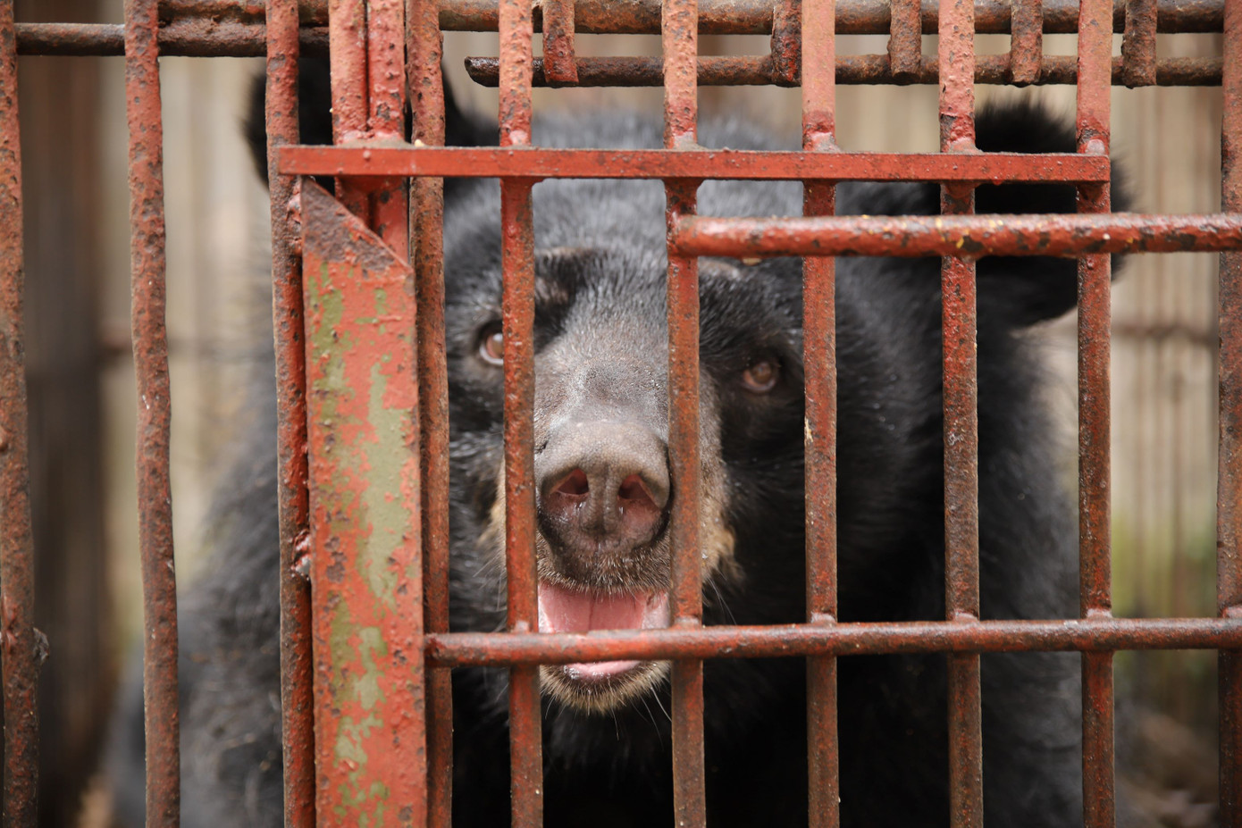 Chú gấu được đặt tên là Hải Phòng, nhằm ghi dấu mốc thời gian cứu hộ trùng với dịp 70 năm Giải phóng TP Hải Phòng.