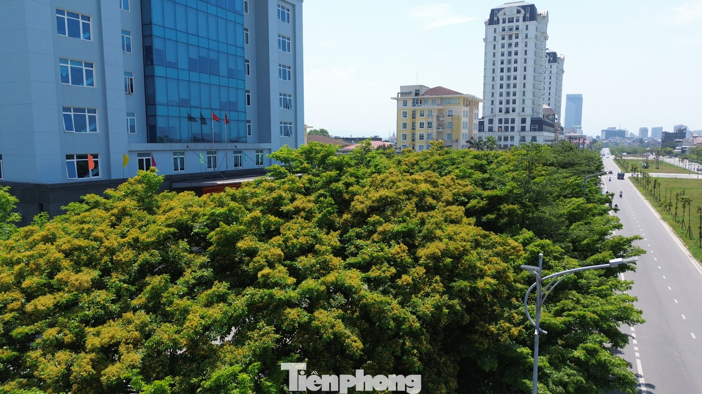 Những con đường thẳng tắp, những khối nhà bê tông hiện đại cao vút như trở nên thơ mộng, mềm mại khi được tô điểm bởi sắc vàng của loài hoa này.