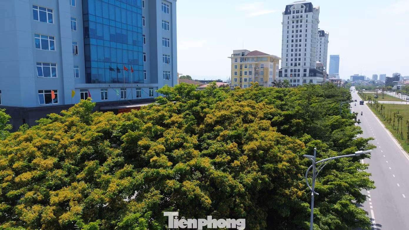 Những con đường thẳng tắp, những khối nhà bê tông hiện đại cao vút như trở nên thơ mộng, mềm mại khi được tô điểm bởi sắc vàng của loài hoa này. Những con đường thẳng tắp, những khối nhà bê tông hiện đại cao vút như trở nên thơ mộng, mềm mại khi được tô điểm bởi sắc vàng của loài hoa này.