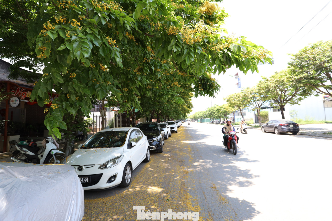 Những con đường thẳng tắp, những khối nhà bê tông hiện đại cao vút như trở nên thơ mộng, mềm mại khi được tô điểm bởi sắc vàng của loài hoa này.