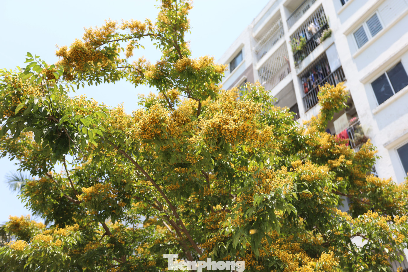Những con đường thẳng tắp, những khối nhà bê tông hiện đại cao vút như trở nên thơ mộng, mềm mại khi được tô điểm bởi sắc vàng của loài hoa này.