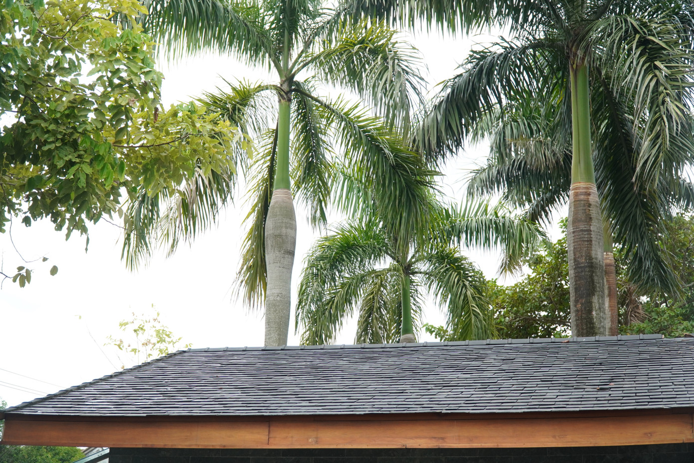 Trần nhà vệ sinh ốp gỗ, mái lợp ngói tạo cảm giác thư thái, nhẹ nhàng, khác với những khu vệ sinh cũ.