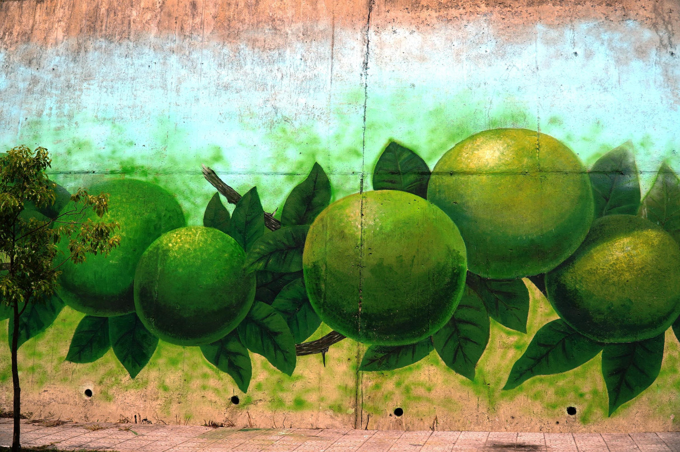 Cam Nam Đông - một đặc sản nổi tiếng của vùng cao đi vào tác phẩm bích họa.