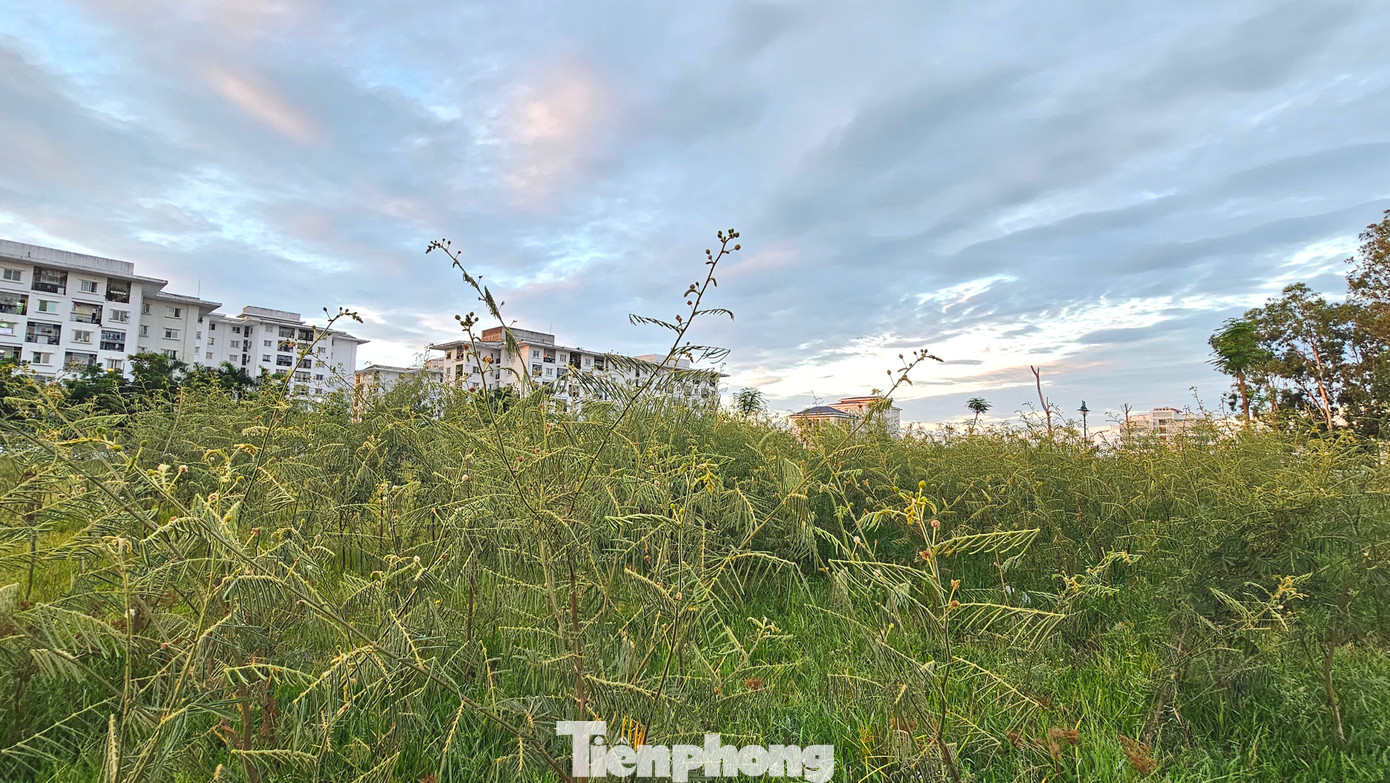 Theo bà Nguyễn Thị Thu Hương - Chủ tịch UBND phường Xuân Phú - trước đây loài cây mai dương từng phát tán mạnh tại các dự án xây dựng nằm trên địa bàn phường, sau đó lan ra môi trường tự nhiên, nhưng đã được khống chế, diệt bỏ trên diện rộng thông qua các đợt tổng vệ sinh, ra quân Chủ nhật xanh. Theo bà Nguyễn Thị Thu Hương - Chủ tịch UBND phường Xuân Phú - trước đây loài cây mai dương từng phát tán mạnh tại các dự án xây dựng nằm trên địa bàn phường, sau đó lan ra môi trường tự nhiên, nhưng đã được khống chế, diệt bỏ trên diện rộng thông qua các đợt tổng vệ sinh, ra quân Chủ nhật xanh.