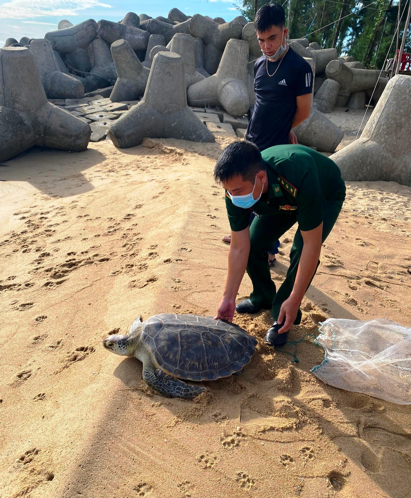 Thả cá thể rùa biển về với môi trường tự nhiên