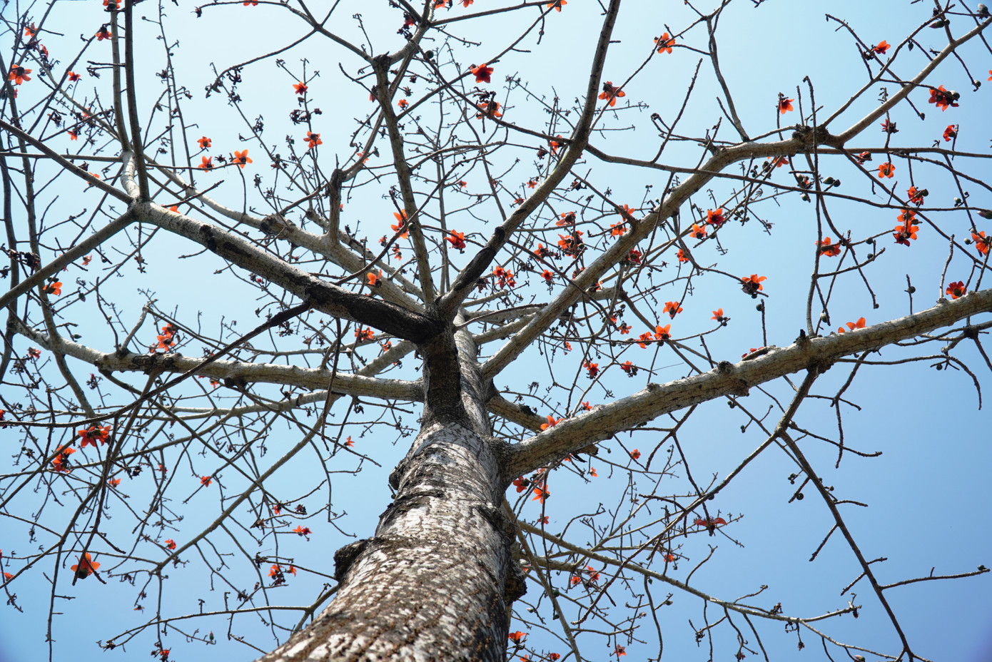 Sắc hoa gạo rực đỏ giữa nền trời xanh trong xứ Huế. Ảnh: Ngọc Văn