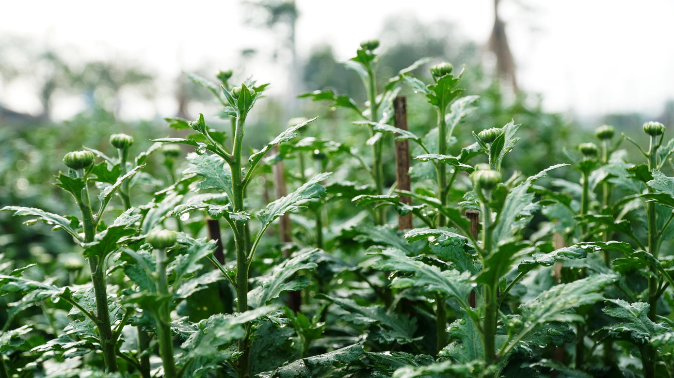 Tương tự, gia đình bà Nguyễn Thị Tâm - một hộ nông dân khác ở phường Thủy Vân cho hay, năm nay gia đình chỉ trồng 400 chậu hoa cúc Tết. Trong khi, Tết Nguyên đán năm ngoái, số lượng hoa Tết mà gia đình này trồng là 800 chậu.