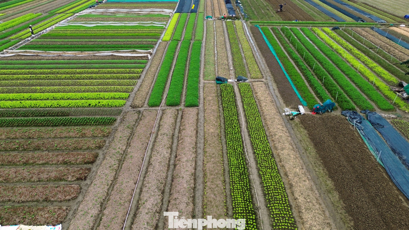 Để đảm bảo về tiêu chí sản xuất rau sạch, người nông dân tuân thủ áp dụng các phương pháp canh tác theo hướng hữu cơ, hạn chế sử dụng các loại thuốc bảo vệ thực vật, tích cực áp dụng quy trình VietGAP…