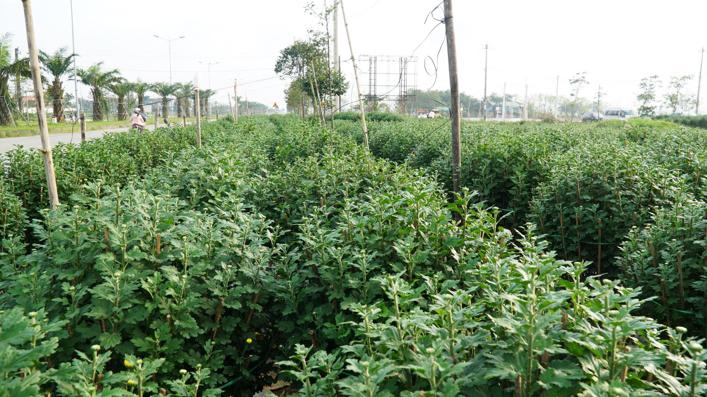 Ông Phan Tưởng, nông dân trồng hoa tại phường Thủy Vân (TP Huế), cho biết, vụ hoa năm trước, gia đình trồng khoảng 400 chậu hoa cúc Tết. Lo ngại sức mua giảm dịp Tết do ảnh hưởng dịch bệnh COVID-19, hộ ông Tưởng năm nay chủ động giảm sản lượng hoa Tết xuống còn một nửa.