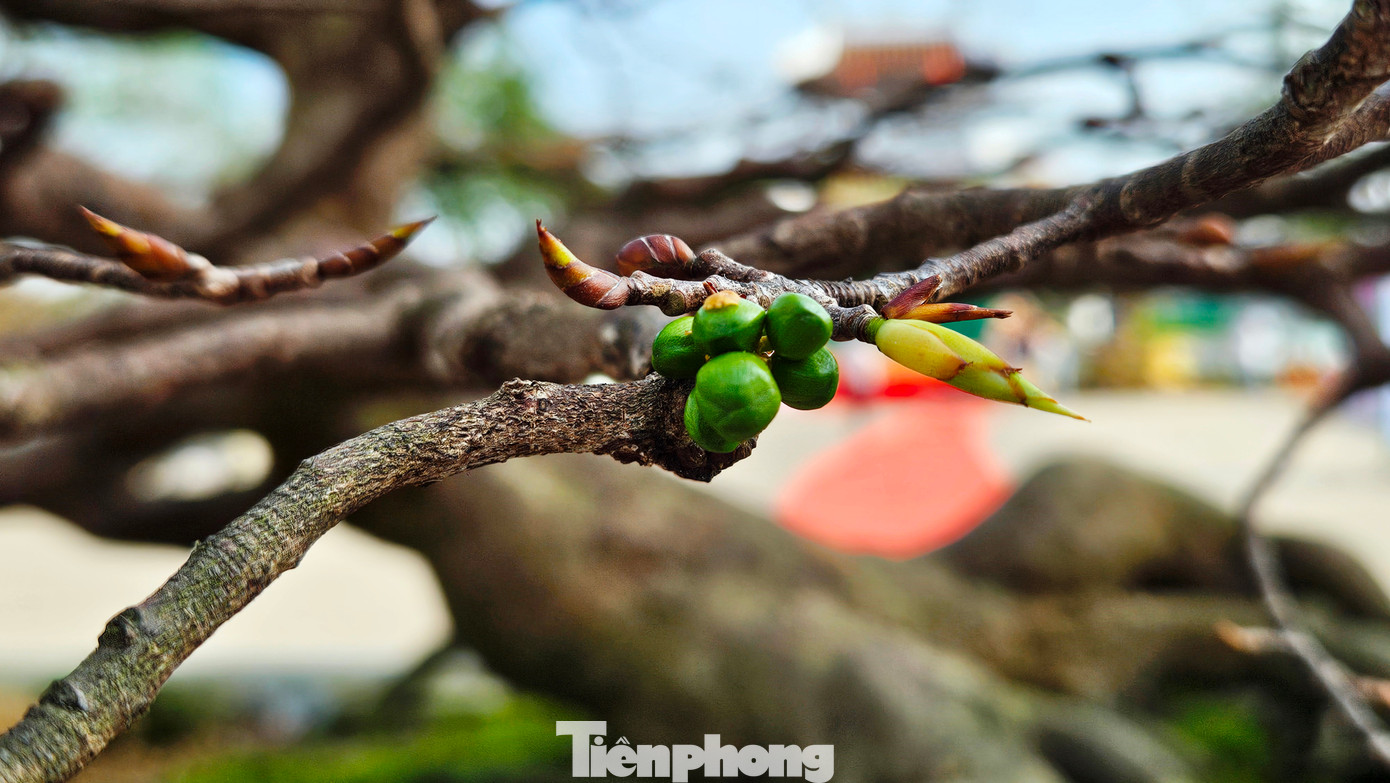 Thú chơi Hoàng mai Huế vừa thể hiện sự đam mê cây cảnh, đồng thời phản ánh nét văn hóa đặc trưng của người dân Cố đô. Sự kỳ công trong chăm sóc và trân trọng Hoàng mai góp phần giữ gìn, phát huy giá trị văn hóa truyền thống và tạo nên một biểu tượng sắc xuân độc đáo cho vùng đất Huế.