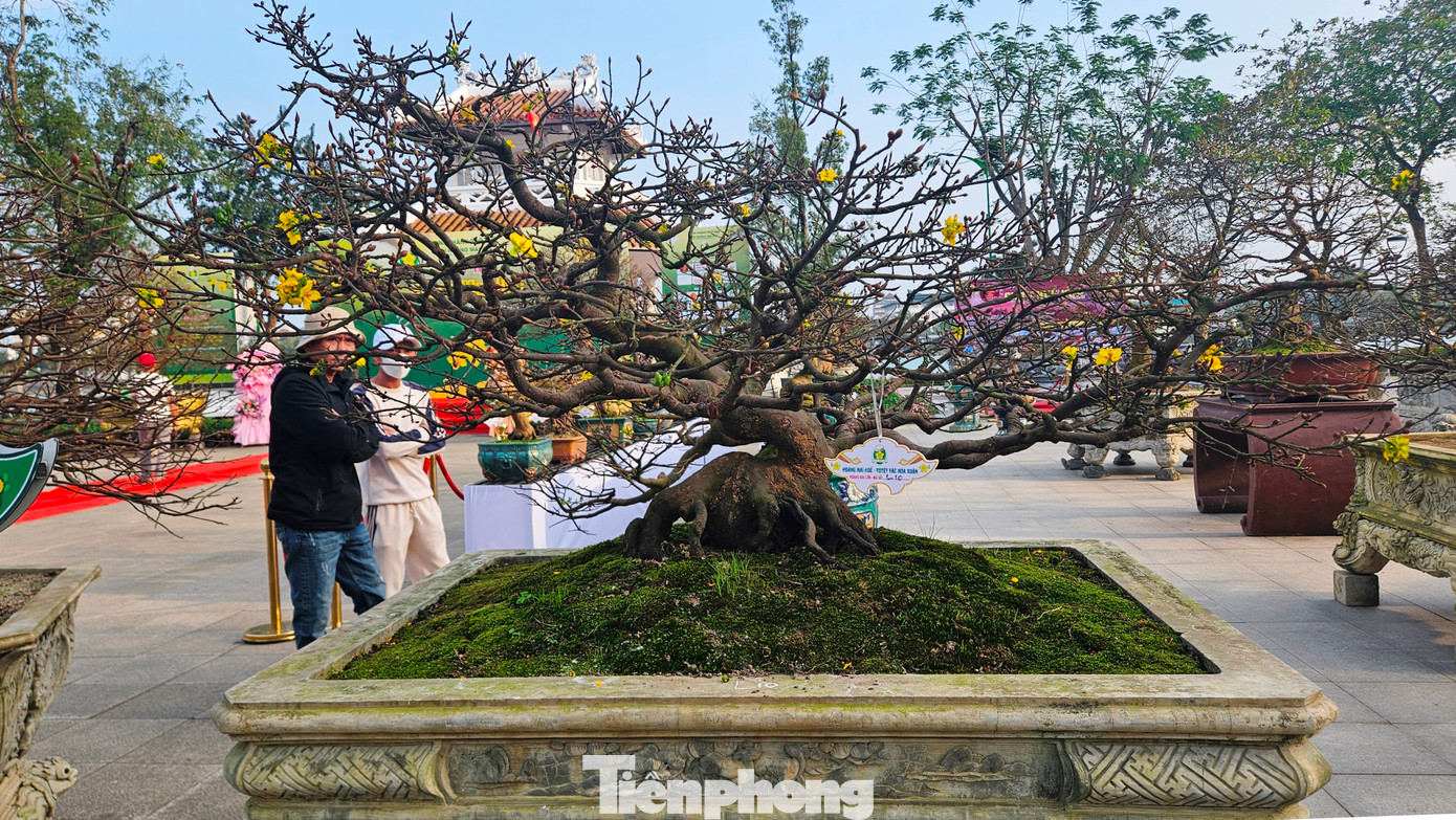 Hiện nay, thú chơi Hoàng mai không chỉ là sở thích của mỗi cá nhân mà còn là một phần của đời sống văn hóa Huế. Hình ảnh mùa xuân Cố đô ngập tràn sắc vàng của mai Huế đã trở thành biểu tượng sắc xuân gắn liền với vùng đất này.